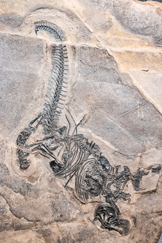 Prehistoric Dinosaur fossil enclosed in stone rock