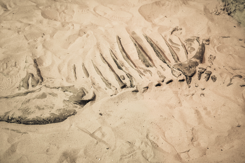 Dinosaur fossil found, Primitive animals bone discovered.