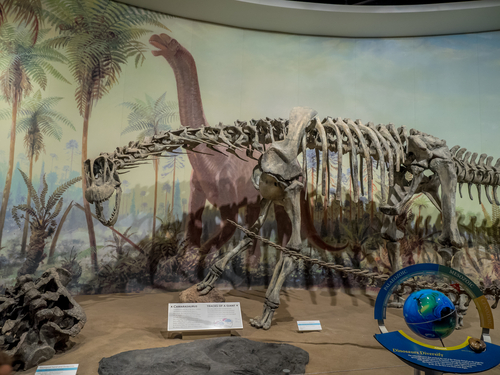Dinosaur fossil exhibit, Royal Tyrrell Museum