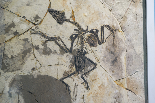 Dinosaur fossil close-up in ancient times