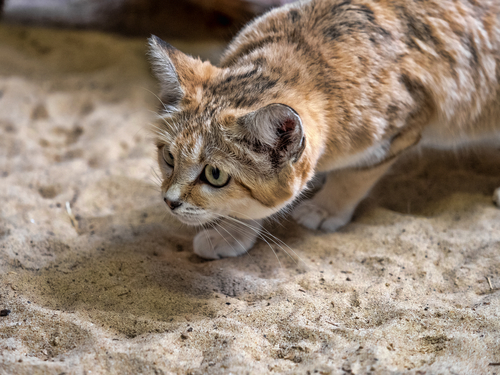 Sand cat, Felis margarita, is focused on hunting