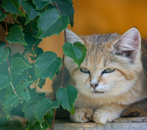 Relaxing sand cat. Leaves. 