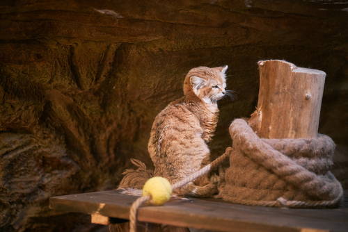 a sleepy sand cat sits indoors. portrait of rare animal