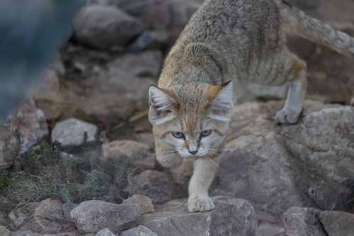 Sand cat Felis margarita in close view