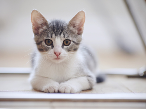 Kitten portrait with white paws lying on a floor.