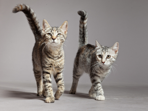 Two cute tabby kittens walking towards camera. Studio shot again