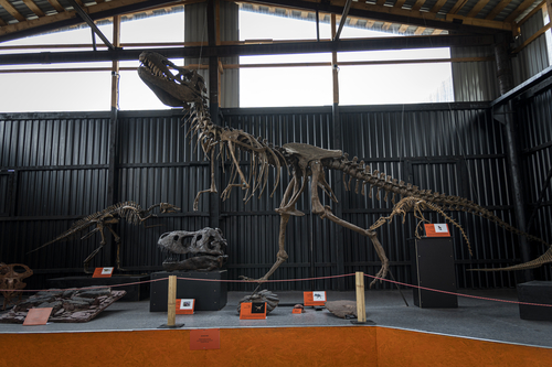 skeleton of the dinosau. Paleontological Museum of Natural History Paleopark. April 19, 2022. Russia Altai