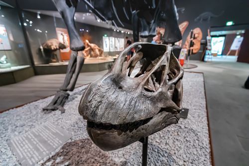 26 July 2022, Munster Natural History Museum, Germany: Camarasaurus sauropod dinosaur skull on the exhibition, demonstrating scientific discoveries and the theory of evolution