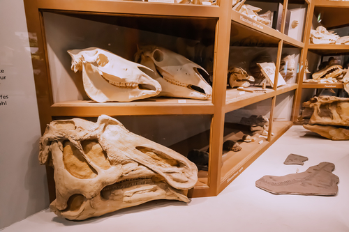 26 July 2022, Munster Natural History Museum, Germany: dinosaur skulls on the shelves of the museum demonstrating scientific discoveries and the theory of evolution