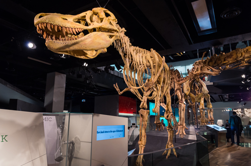 Tarbosaurus skeleton inside Melbourne Museum