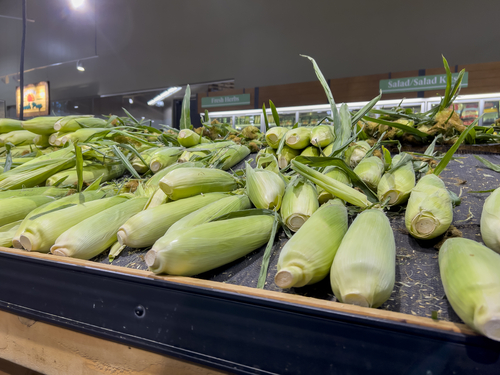 Seattle, WA USA - circa August 2022: Close up view of corn on the cob for sale inside a Safeway grocery store.