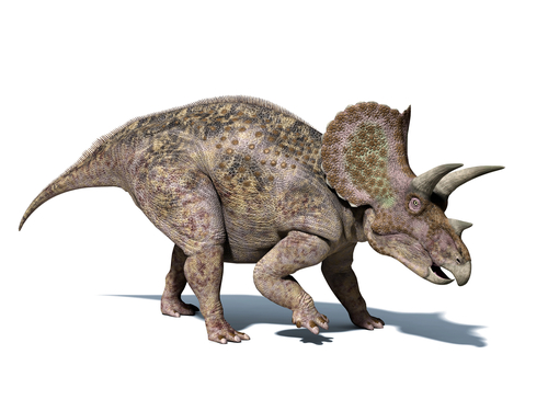 Triceratops dinosaur, isolated on white background