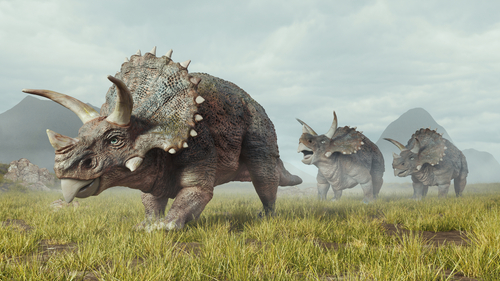 Group of triceratops walks in the valley . This is a 3d render illustration .