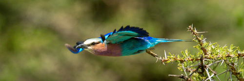 Panorama of lilac-breasted roller flying from branch