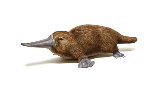 Brown platypus