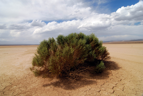 heat and drought in a desert landscape, dry weather conditions